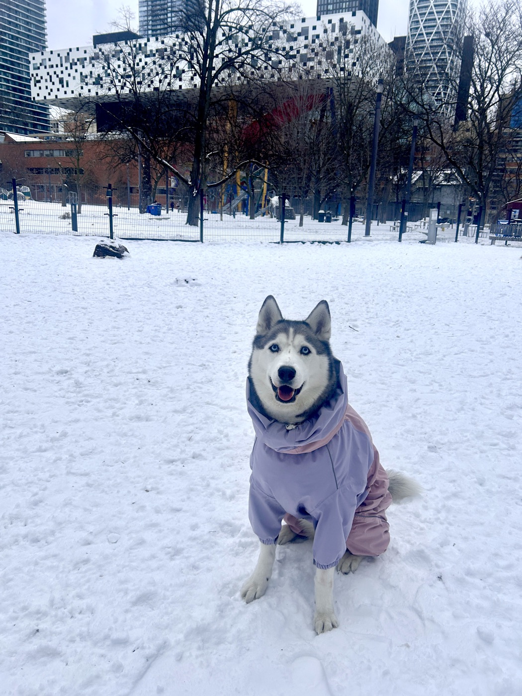 Ski the Husky