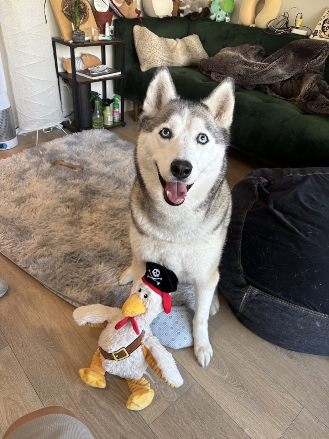 Ski the Husky