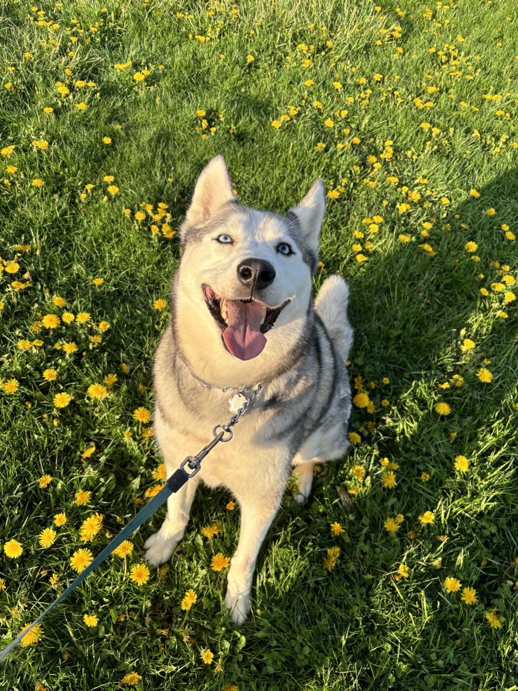 Ski the Husky